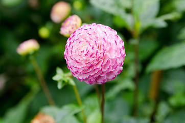 Image showing one great and beutiful dahlia Pompon