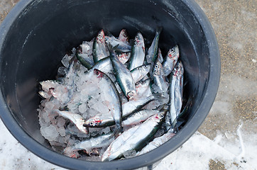 Image showing one thin full with nice herring
