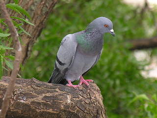 Image showing bird pigeon