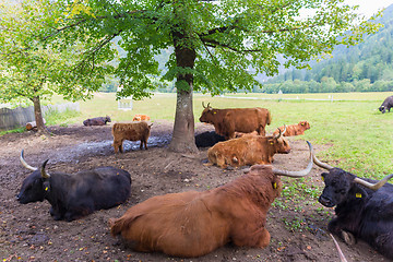 Image showing Heard of red haired Scottish highlander cows resting.