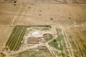 Image showing Olive plantation