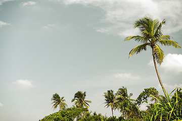 Image showing palm trees and blue sky