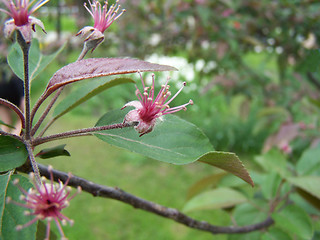 Image showing Pistils without petals