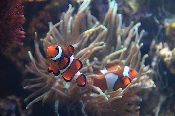 Image showing clown fish nemo