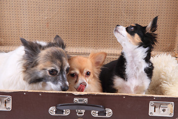 Image showing three chihuahua dogs in the suitcase