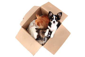 Image showing three chihuahua in the paper box