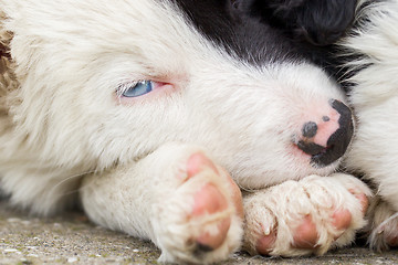 Image showing Border Collie puppy on a farm