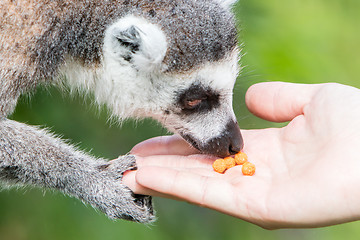 Image showing Lemur with human hand - Selective focus