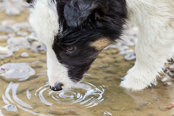 Image showing Small Border Collie puppy on a farm, drinking from a pool