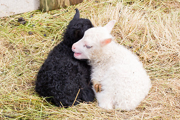 Image showing Little newborn lambs resting on the grass - Black and white