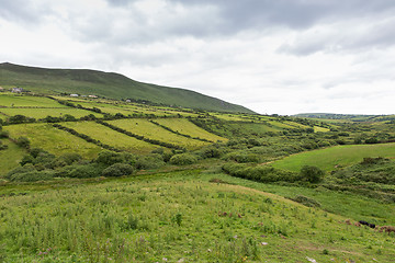 Image showing farmland fields at wild atlantic way in ireland