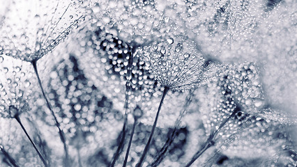 Image showing Plant seeds with water drops