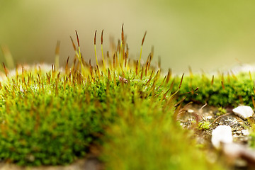 Image showing Green moss