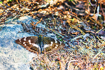 Image showing Butterfly Sitting On A Stone