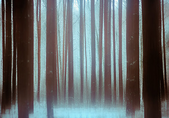 Image showing Trees In a Winter Snowy Forest