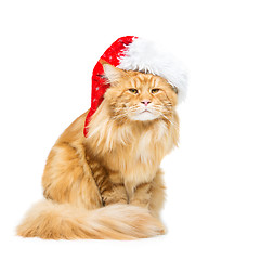 Image showing Big ginger cat in christmas hat