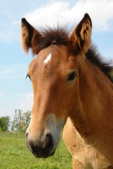 Image showing Horse Portrait