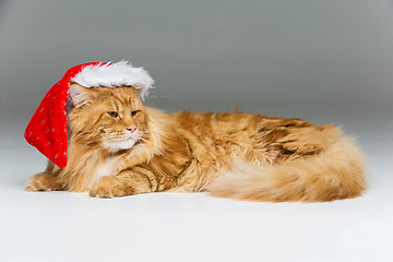 Image showing Big ginger cat in christmas hat