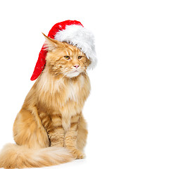 Image showing Big ginger cat in christmas hat