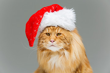 Image showing Big ginger cat in christmas hat