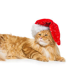 Image showing Big ginger cat in christmas hat