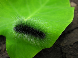 Image showing black&white worm on green leaf