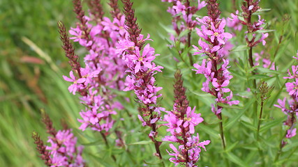 Image showing  flower purple grass crybaby