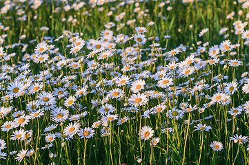 Image showing Wild chamomile flowers on a field on a sunny day.