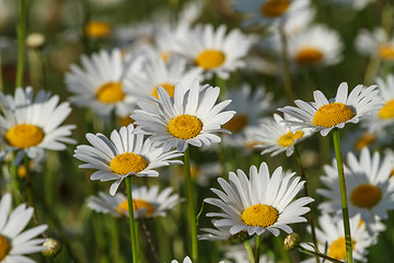 Image showing field daisy closeup