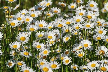 Image showing field daisy closeup