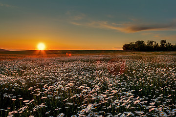 Image showing Sunset over a field of chamomile