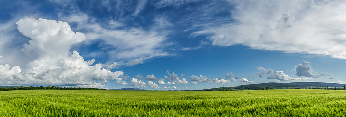 Image showing Panorama ripening wheat field