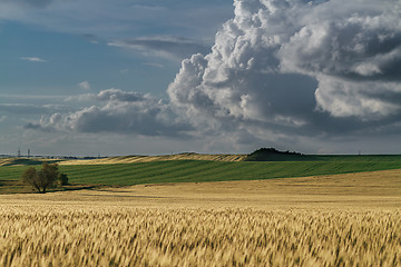 Image showing Panorama ripening wheat field