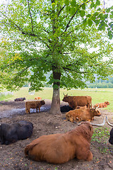 Image showing Heard of red haired Scottish highlander cows resting.