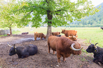 Image showing Red haired Scottish highlander cows.