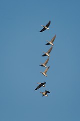 Image showing Geese Flying Up