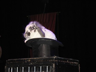 Image showing Rabbit resting in the hat