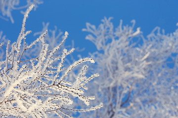 Image showing Winter tree in a field with blue sky