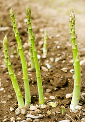 Image showing asparagus