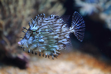 Image showing exotic coral fish