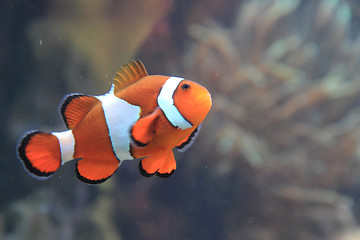 Image showing clown fish nemo