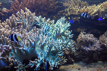 Image showing coral sea background