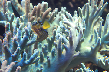 Image showing coral sea background