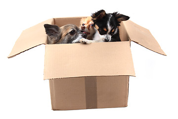 Image showing three chihuahua in the paper box