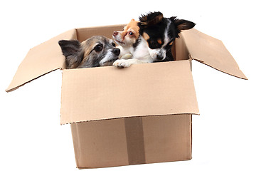 Image showing three chihuahua in the paper box