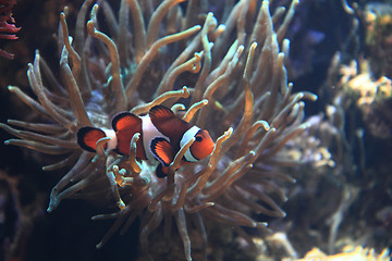 Image showing clown fish nemo