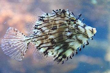 Image showing exotic coral fish