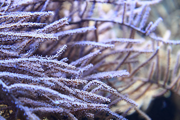 Image showing coral sea background