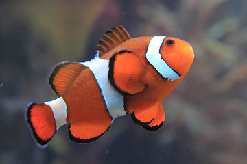 Image showing clown fish nemo