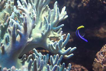 Image showing coral sea background